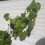 度假居 Buxbaum *