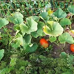 Buxbaum 度假居 *