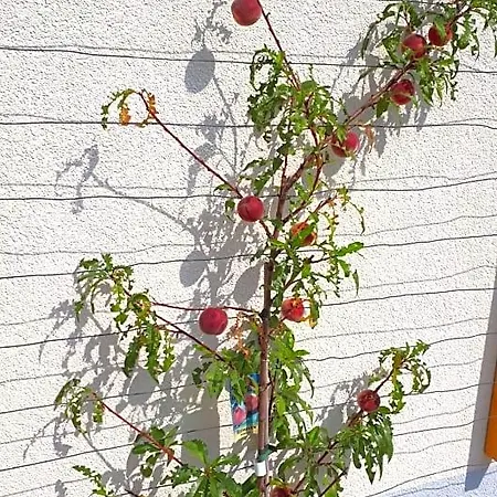 Hébergement de vacances Buxbaum *