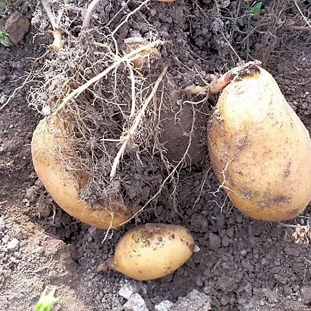 Buxbaum Hébergement de vacances *