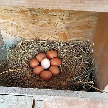 Hébergement de vacances Buxbaum