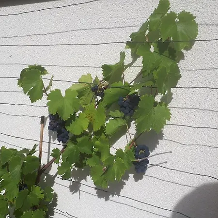 Prázdninový dům Buxbaum *