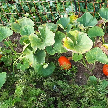 Buxbaum Prázdninový dům *