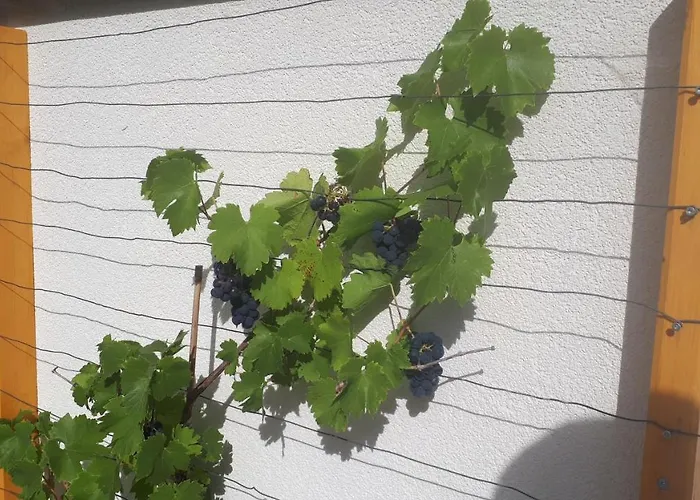 Casa de Férias Buxbaum *