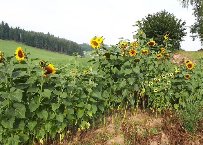 Casa de Férias Buxbaum