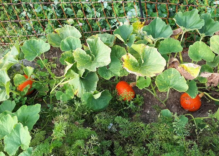 Buxbaum Casa de Férias *